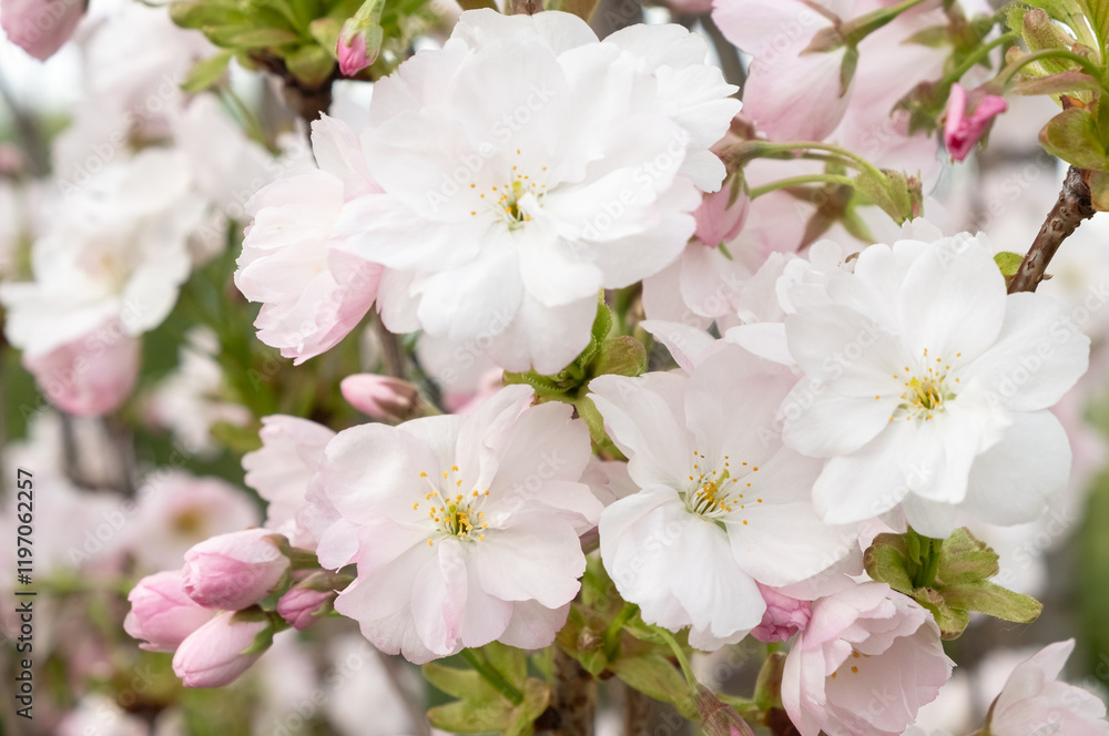 Beautiful white blossoms of a blooming pear tree on a tree branch with bright green leaves and soft natural light. Soft focus. Beautiful white blossoms of a blooming pear tree on a tree branch with bright green leaves and soft natural light. Soft focus.