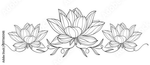 hand drawn sketch of water lily, lotus line art vector eps