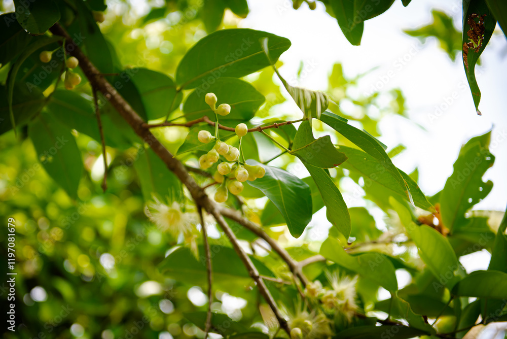 Sunny sky over cluster of blooming Syzygium samarangense or java apple flowers, buds, young fruits on tree branch leaves at fruit orchard in My Khanh, Can Tho, wax, chomphu, Java, water guava Sunny sky over cluster of blooming Syzygium samarangense or java apple flowers, buds, young fruits on tree branch leaves at fruit orchard in My Khanh, Can Tho, wax, chomphu, Java, water guava