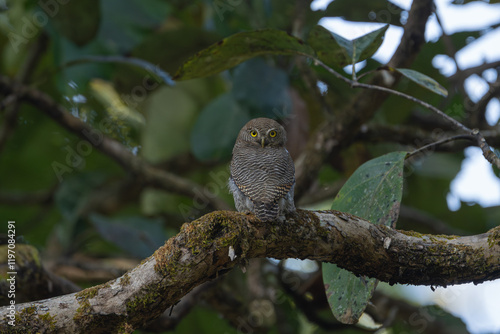 The Jungle Owlet (Glaucidium radiatum) is a small, barred owl found in forests, active at dusk, feeding on insects, reptiles, and small prey. photo