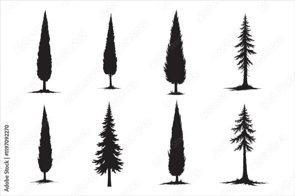 Fototapeta premium Cypress Tree Silhouettes