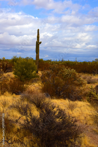 Clouds Over Central Sonora Desert Arizona