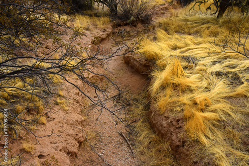 Arizona Desert Arroyo photo