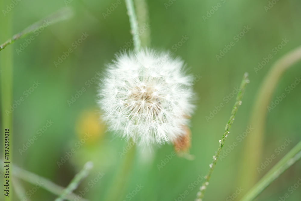 Obraz premium タンポポ