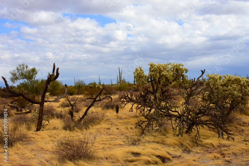 Clouds Over Central Sonora Desert Arizona photo