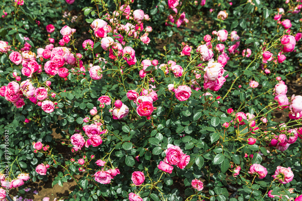 Fototapeta premium Pink purple roses close-up in the summer garden. An English shrub rose Roald Dahl (Ausowlish).