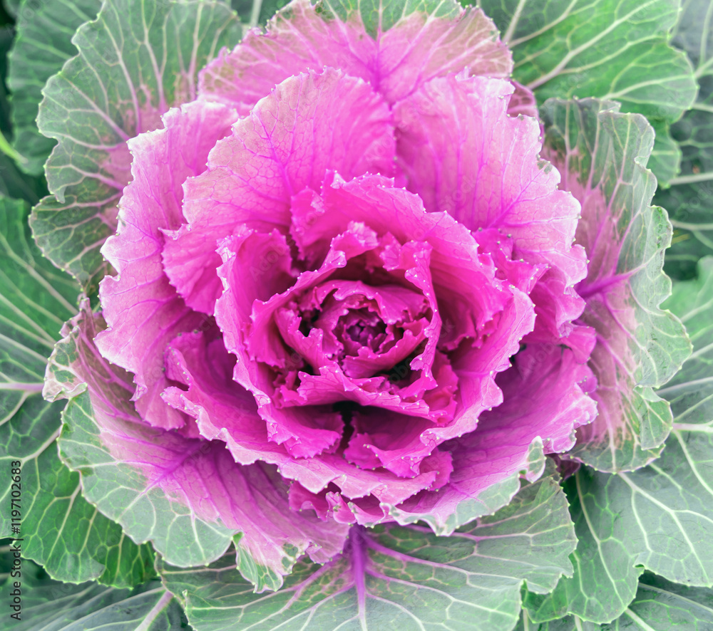 Obraz premium Beautiful fresh violet Cabbage plant leaves background