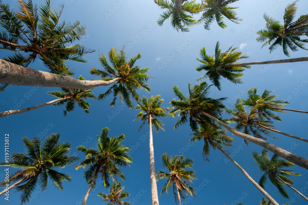 Obraz premium palm tree against sky. Coconut palm trees perspective view