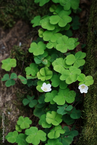 Klee wild im Wald