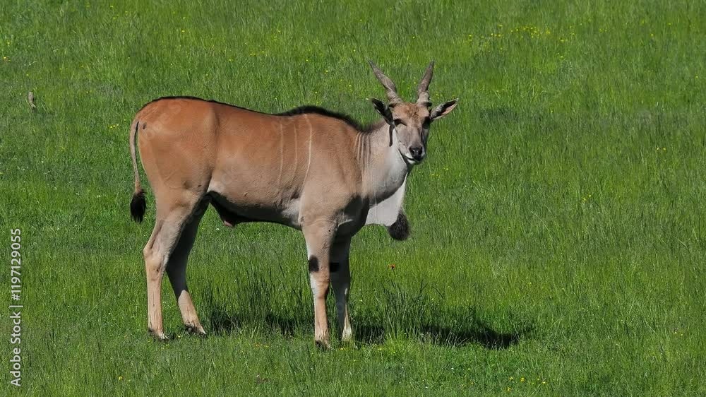 Taurotragus oryx opens his mouth and looks at the camera, slow motion Taurotragus oryx opens his mouth and looks at the camera, slow motion