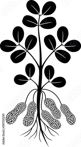 Peanut plant.  Isolated peanut plant on white background