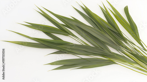 An array of bamboo leaves in a soft green shade, fanning out in a natural arrangement on a white background. The long, slender leaves have a smooth surface, with faint veins running lengthwise. photo