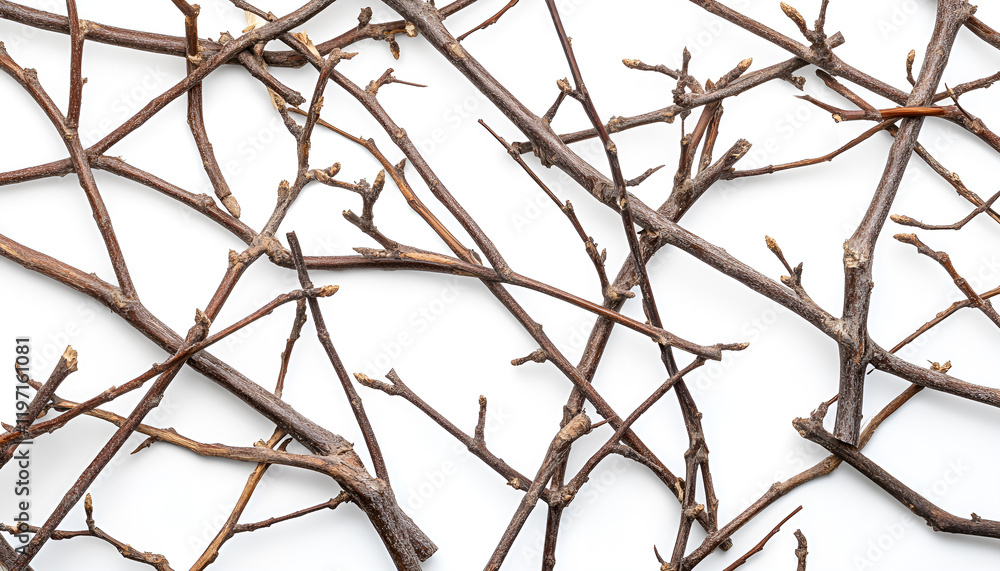Many dry tree twigs on white background Many dry tree twigs on white background