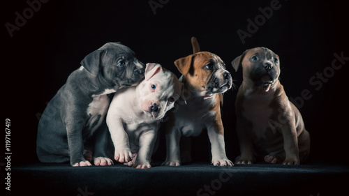 four Staffordshire terrier puppies sitting on a black background photo