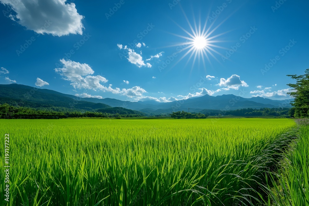 Bright sun shining over green rice field and mountains in rural japan Bright sun shining over green rice field and mountains in rural japan