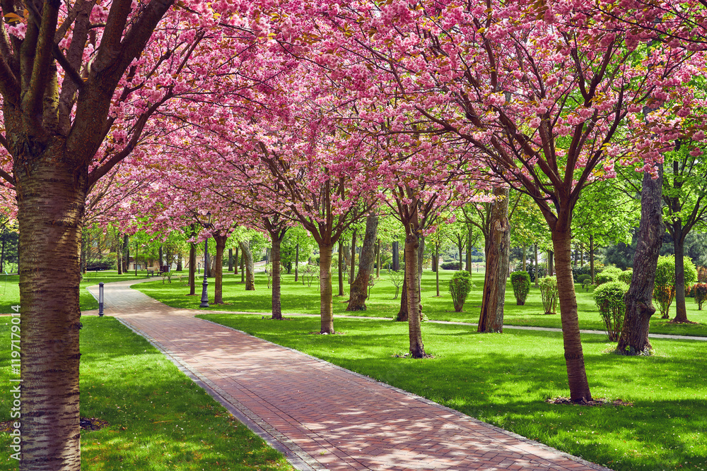 Spring Blossom Tunnel in the Park Spring Blossom Tunnel in the Park