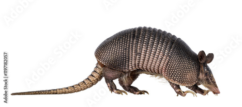 Schilderij op canvas Nine banded Armadillo aka Dasypus novemcinctus, moving side ways high on paws