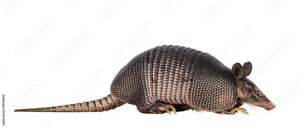 Nine banded Armadillo aka Dasypus novemcinctus, standing side ways. Looking side ways. Isolated cutout on a transparent background. Nine banded Armadillo aka Dasypus novemcinctus, standing side ways. Looking side ways. Isolated cutout on a transparent background.