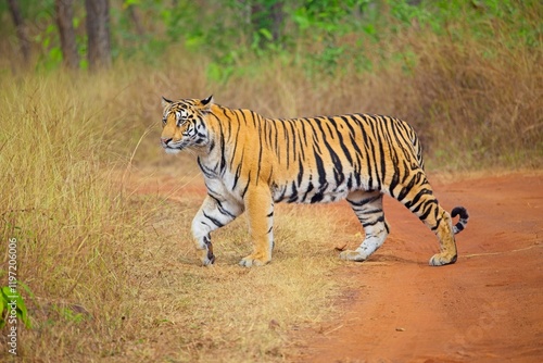 Tiger inspecting the grassland