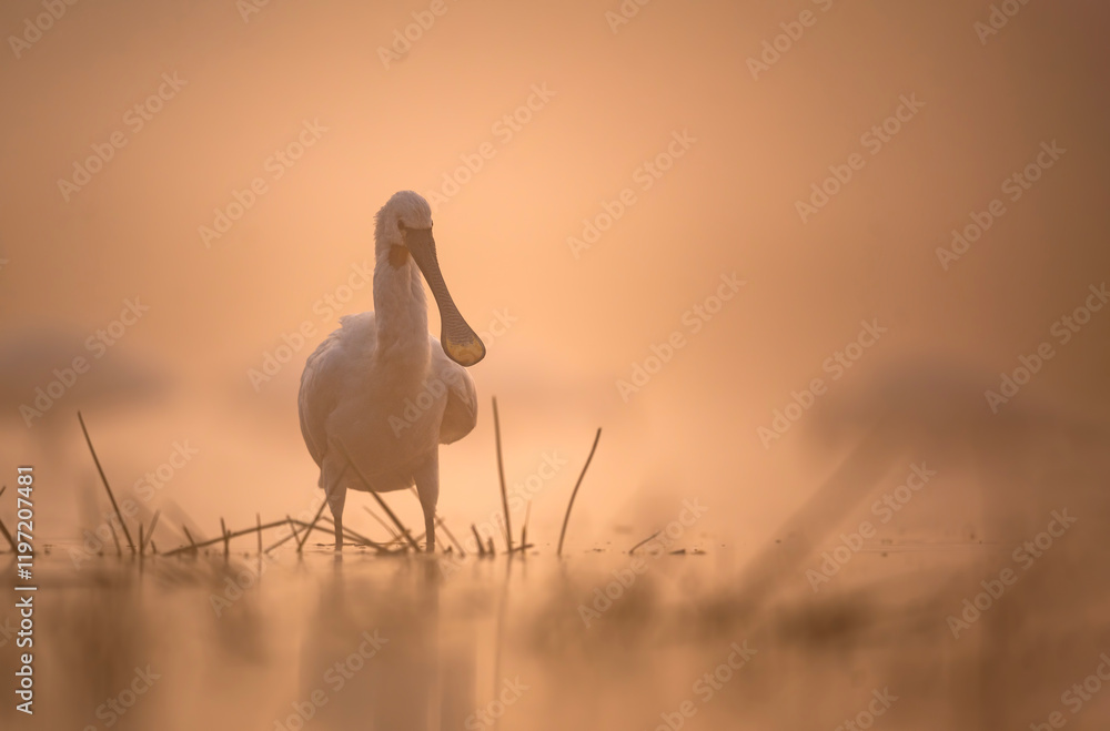 A White Spoonbill Forages in Misty Sunrise Light