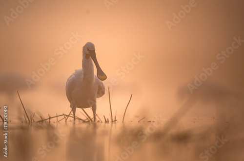 Obraz na płótnie A White Spoonbill Forages in Misty Sunrise Light w salonie