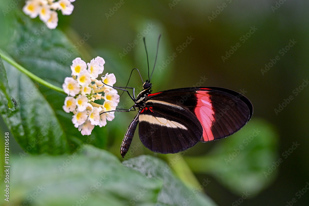 AUT, Botanischer Garten Linz, Schmetterlinge AUT, Botanischer Garten Linz, Schmetterlinge