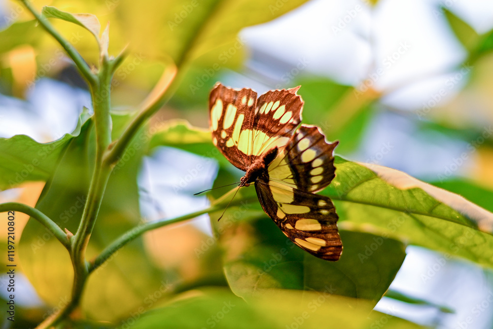 Naklejka premium AUT, Botanischer Garten Linz, Schmetterlinge