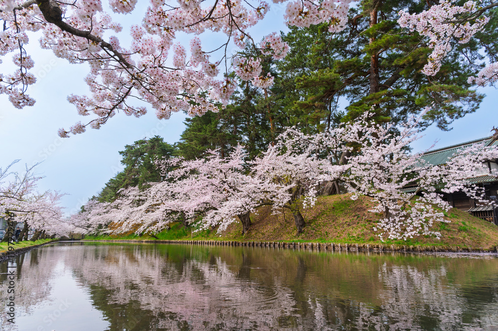 Cherry blossom or Sakura tunnel full bloom in the Hirosaki Castle traditional Japanese castle Park at Hirosaki Castle Park, Aomori, Japan