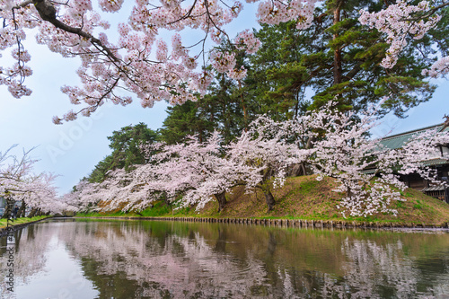 Obraz na płótnie Cherry blossom or Sakura tunnel full bloom in the Hirosaki Castle traditional Japanese castle Park at Hirosaki Castle Park, Aomori, Japan w salonie