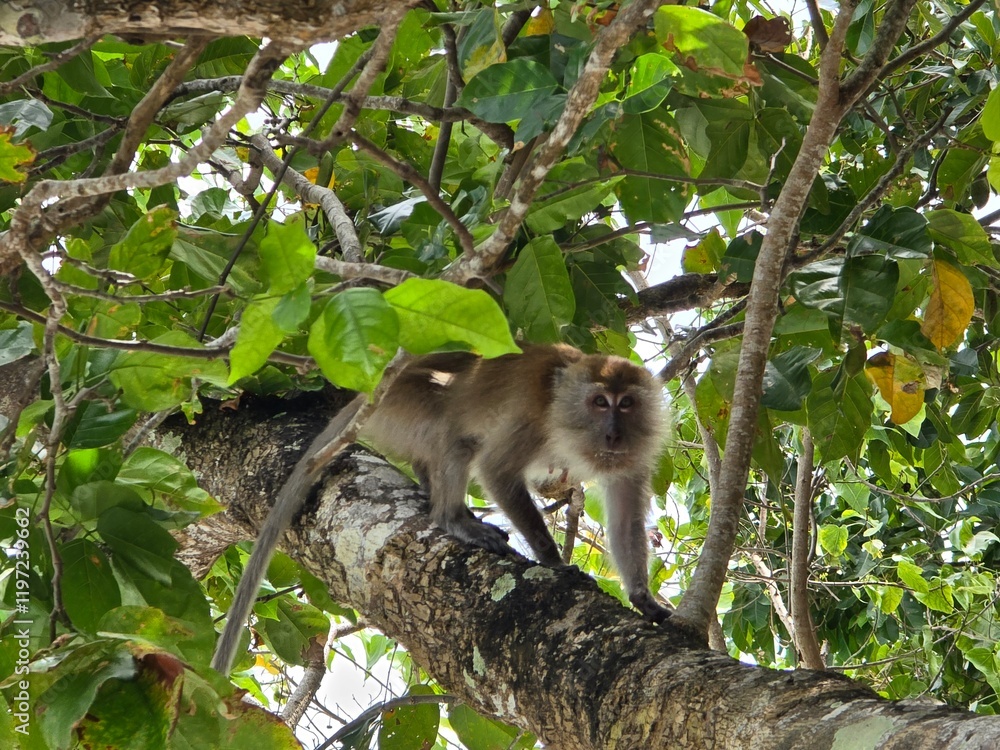 Fototapeta premium Monkey at the Monkey Bay, Koh Dong. Playful monkeys that often interact with visitors at Monkey Bay on Koh Dong, a popular tourist destination located near Lipe Island, Satun Province, Thailand