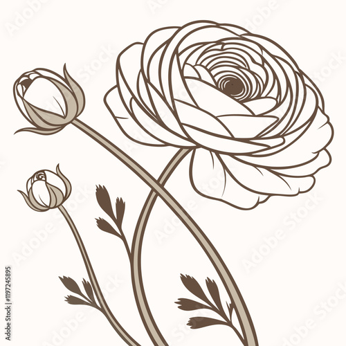 Elegant outline drawing of a blooming ranunculus flower with budding companions