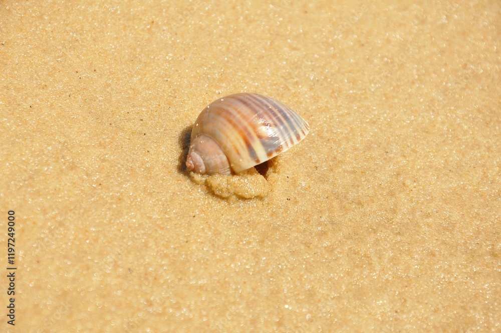 Lonely Shell Resting on Golden Sand in the Sunlight Lonely Shell Resting on Golden Sand in the Sunlight