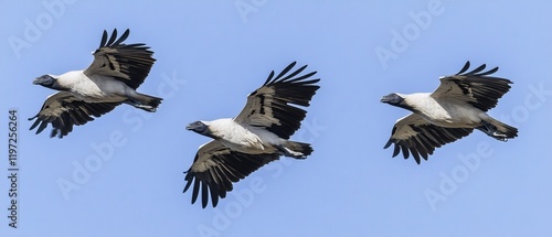 Three Whitebacked Vultures in Majestic Flight Soaring Through a Clear Azure Sky photo