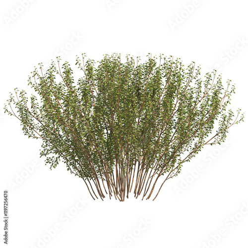 Εκτύπωση καμβά common hazel isolated on transparant background