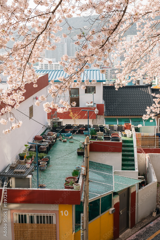 Gaegeum-dong Village cherry blossom road in Busan, Korea