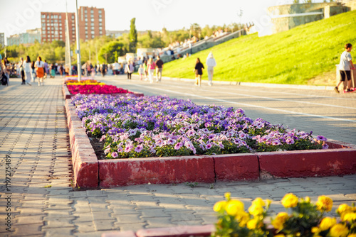 Canvas Print Flower Bed of petunia in public park