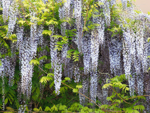 Japanese wisteria blooming plant, Wisteria floribunda