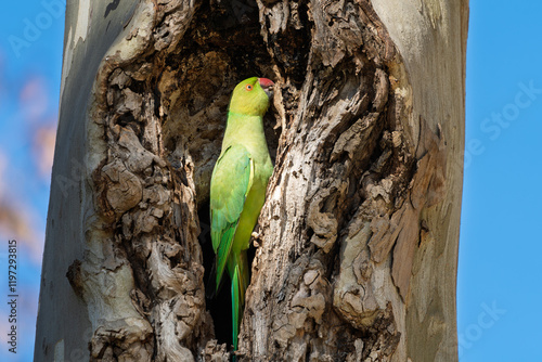 Obraz na płótnie Halsbandsittich (Psittacula krameri) sitzt in einem Baum / Vogel / Bird w salonie