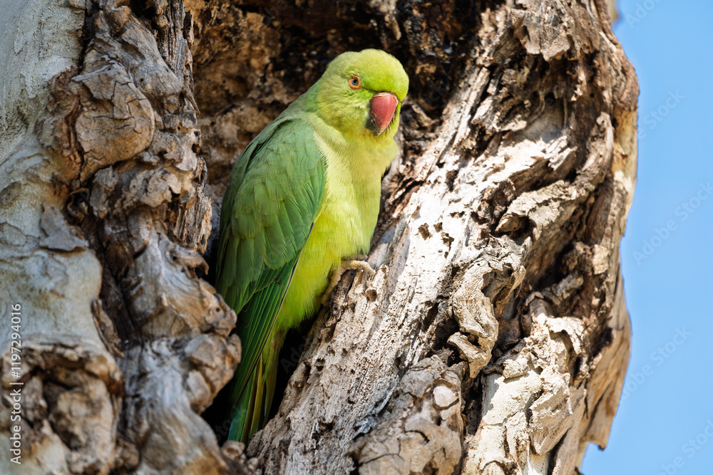 Halsbandsittich (Psittacula krameri) sitzt in einem Baum / Vogel / Bird