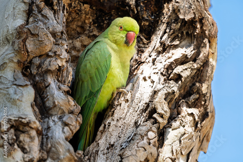 Obraz na płótnie Halsbandsittich (Psittacula krameri) sitzt in einem Baum / Vogel / Bird w salonie