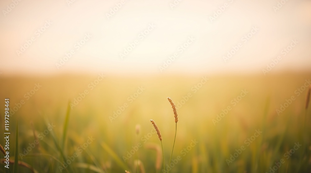 sunrise in the field sunrise in the field