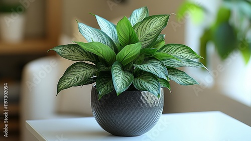 Stylish indoor plant with variegated leaves in a gray pot