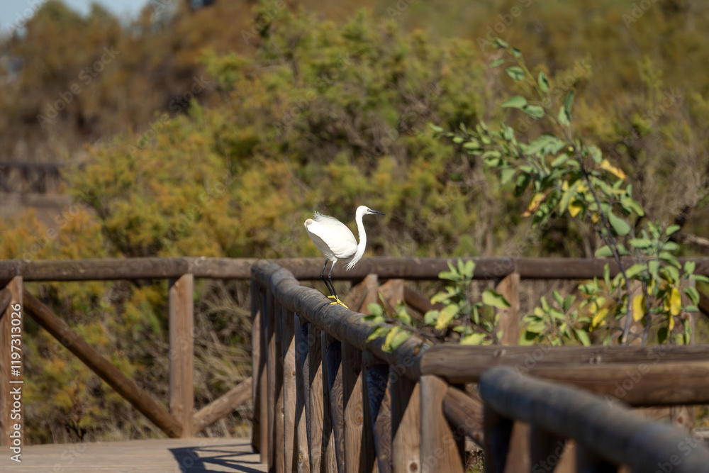 Kuhreiher in El Puerto de Santa María - Puerto Real / Naturpark der Bucht von Cádiz