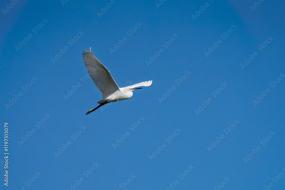 Kuhreiher in El Puerto de Santa María - Puerto Real / Naturpark der Bucht von Cádiz