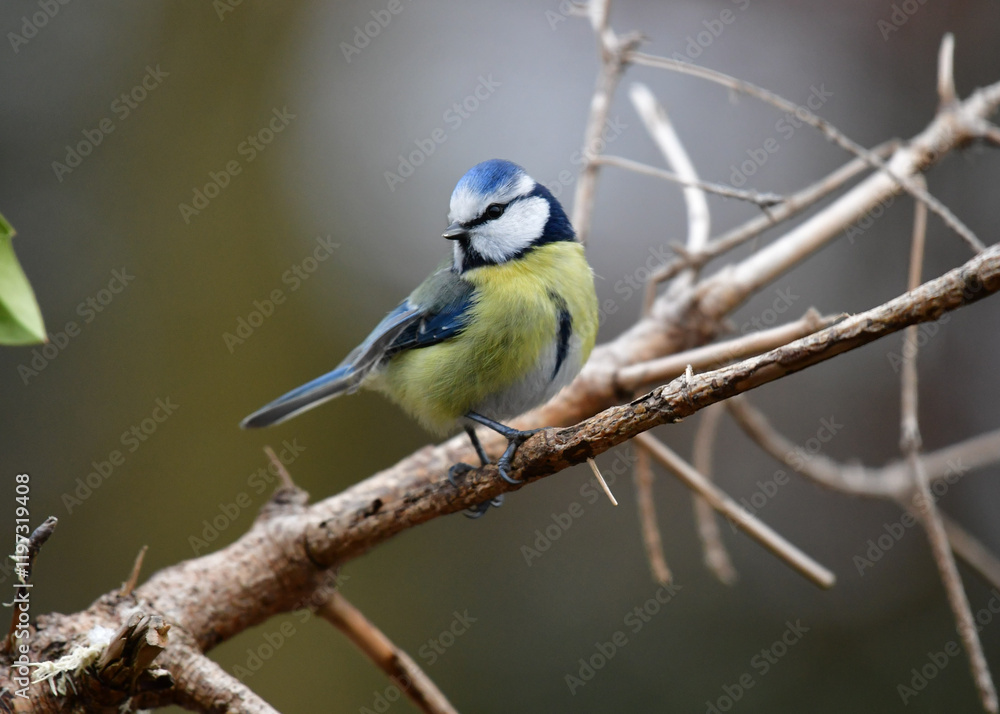 Blaumeise Blaumeise