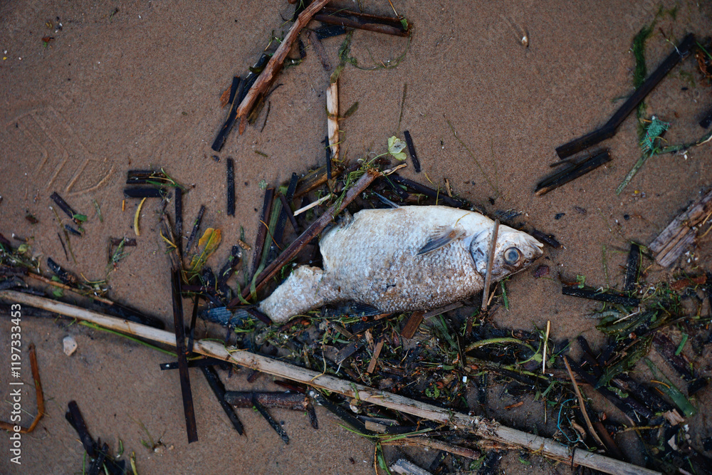 Obraz premium Dead fish lying on a sandy beach among debris, silt and algae, testifies to the devastating effects of environmental degradation and destruction of the marine ecosystem. The concept of environmental i
