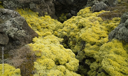 Yellow moss growing on volcanic rocks, Iceland
