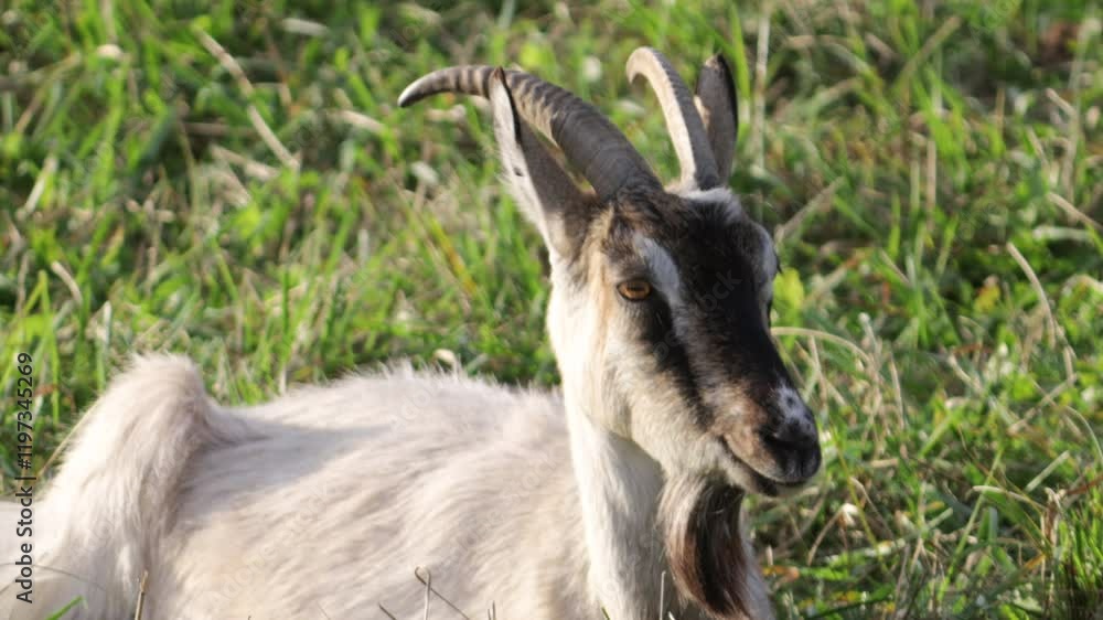 goat close up on a farm in summer goat close up on a farm in summer