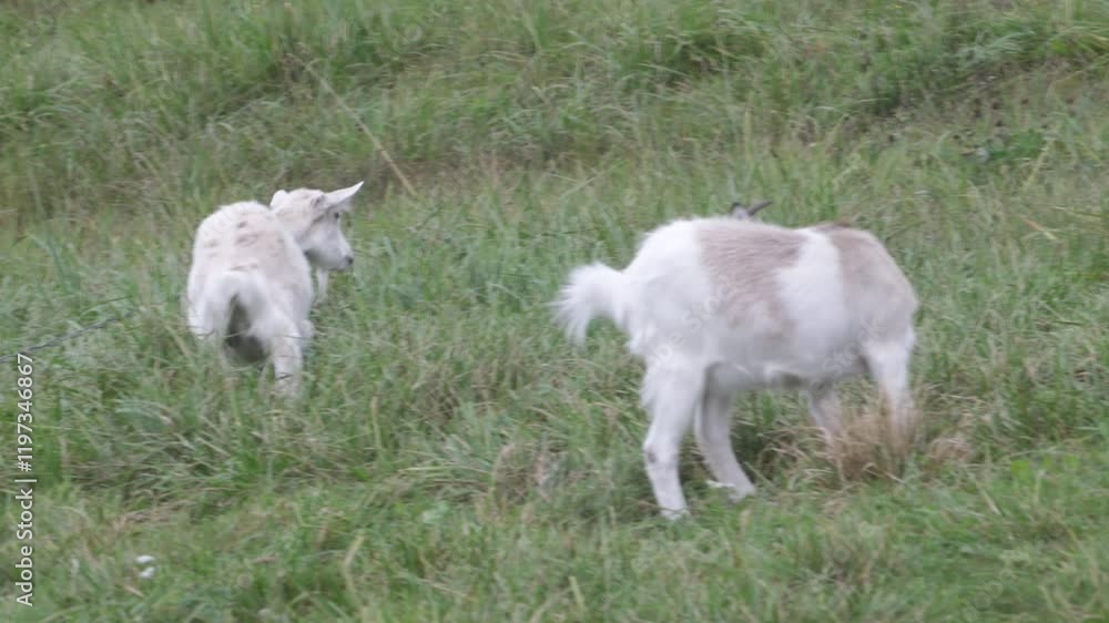 goats graze on a farm and eat grass goats graze on a farm and eat grass