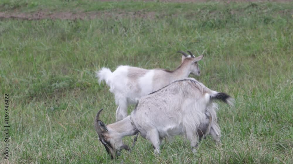 goats graze on a farm and eat grass goats graze on a farm and eat grass